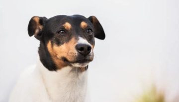 Compañero fiel del gaucho y del trabajo rural, el perro ratonero argentino alegra los días del campo