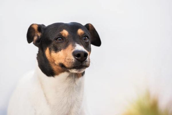 Compañero fiel del gaucho y del trabajo rural, el perro ratonero argentino alegra los días del campo