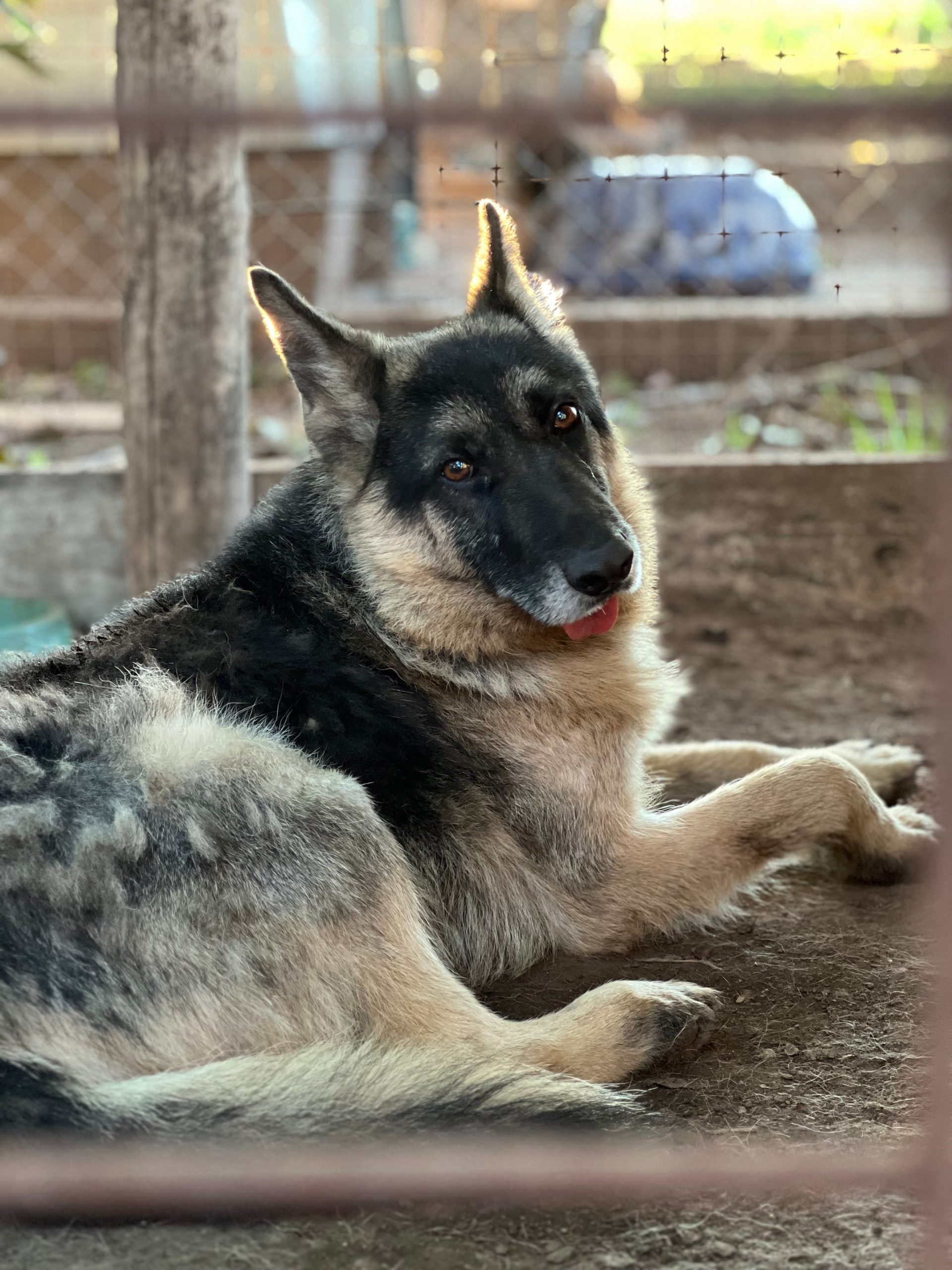 Logan se recuperó de la lesión en la cadera y volvió a caminar sin problemas.
