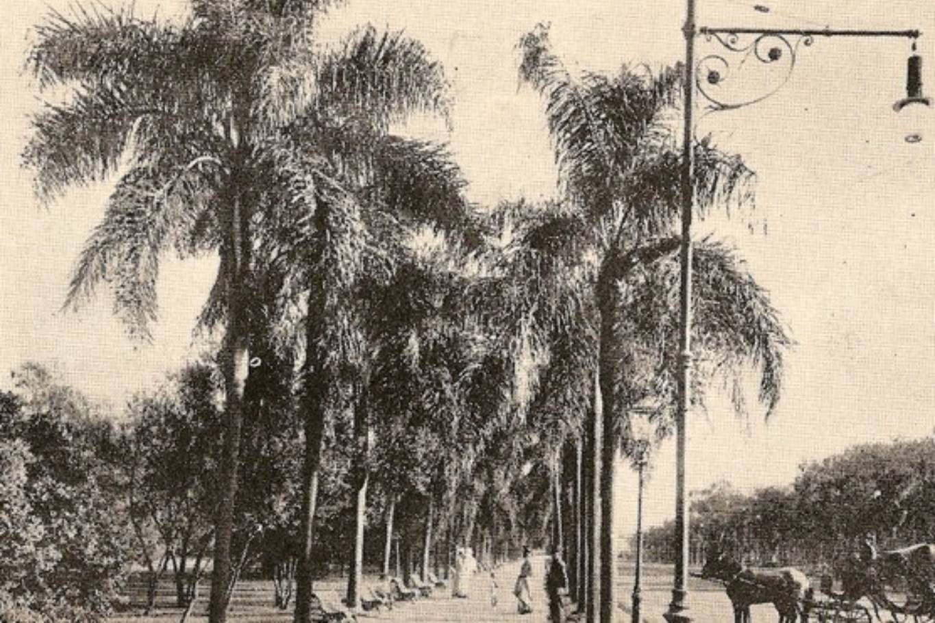 Sarmiento mandó a plantar palmeras en el recientemente creado Parque Tres de Febrero, donde estaba la residencia y la quinta de Juan Manuel de Rosas