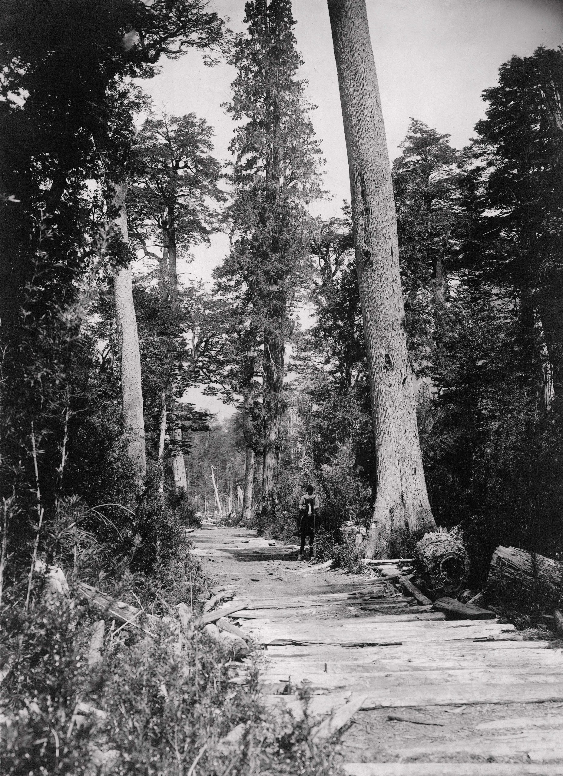 Camino cubierto con una especie de entablonado entre Puerto Blest y Puerto Frías. Salió publicada en Caras y Caretas en 1929