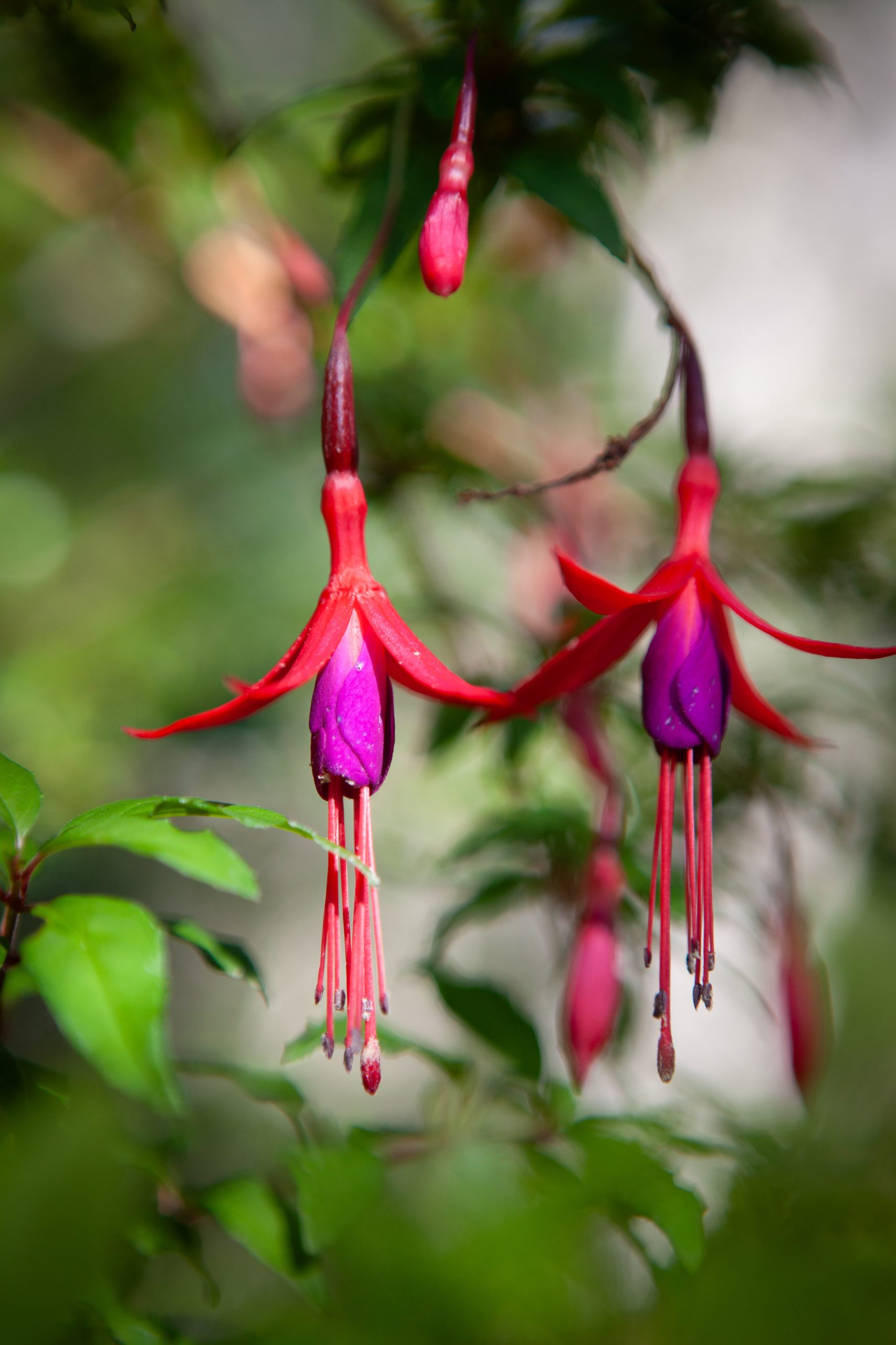 Flor de chilco