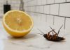 Olvidate de las cucarachas en la cocina: cuál es la fruta que las ahuyenta y cómo usarla