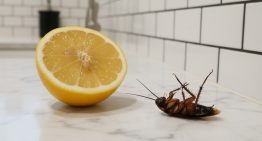 Olvidate de las cucarachas en la cocina: cuál es la fruta que las ahuyenta y cómo usarla