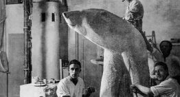 La curiosa historia de la escultura de un oso polar en Córdoba