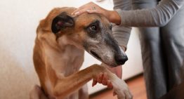 Alan Peiró, adiestrador canino: “Esto tenés que hacer para que tu perro no sea agresivo con otros”