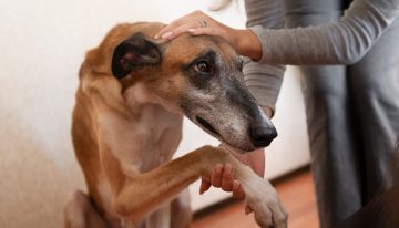 Alan Peiró, adiestrador canino: “Esto tenés que hacer para que tu perro no sea agresivo con otros”