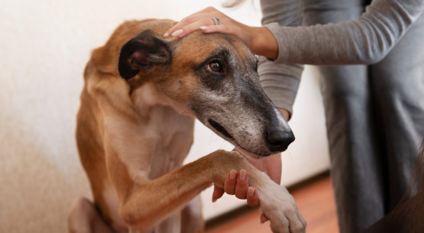 Alan Peiró, adiestrador canino: “Esto tenés que hacer para que tu perro no sea agresivo con otros”