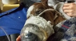 La montaron hasta fracturarla, la dejaron tirada y, cuando llegó la ayuda, se tomó una difícil decisión: “Llegó al mundo de la forma más trágica”