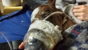 La montaron hasta fracturarla, la dejaron tirada y, cuando llegó la ayuda, se tomó una difícil decisión: “Llegó al mundo de la forma más trágica”