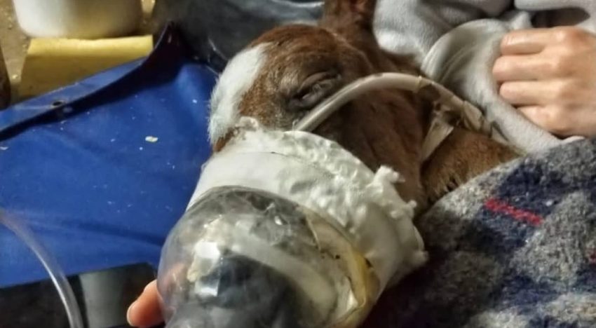 La montaron hasta fracturarla, la dejaron tirada y, cuando llegó la ayuda, se tomó una difícil decisión: “Llegó al mundo de la forma más trágica”