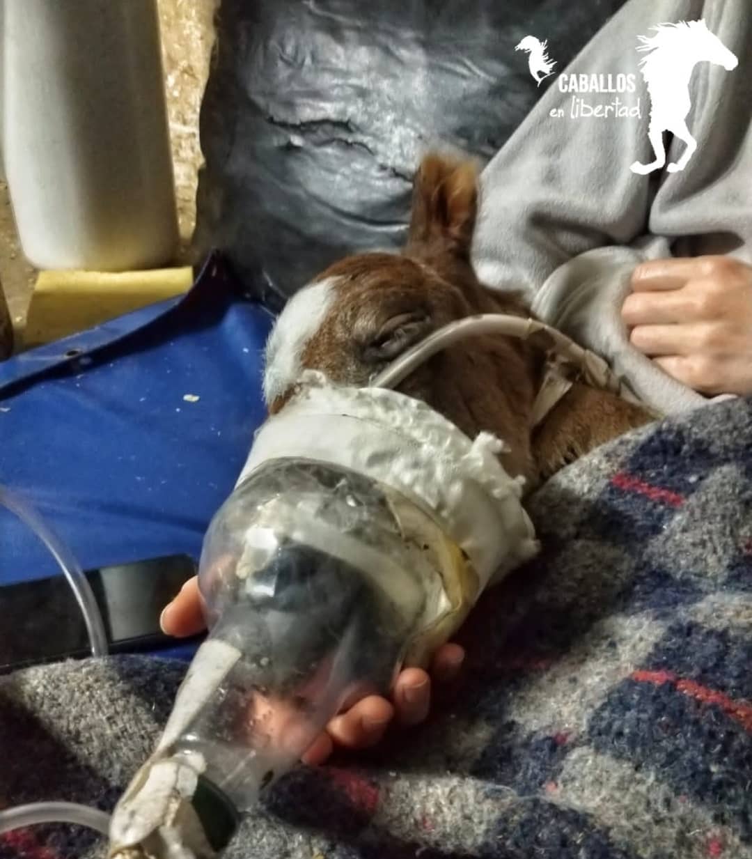 Al potrillo le colocaron una mascarilla de oxígeno que lo ayudó a respirar por 30 días.