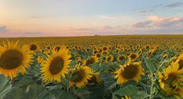 La política cambiaria e impositiva impide mejorar la competitividad del sector