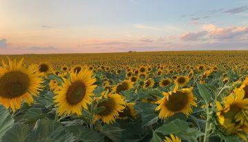 La política cambiaria e impositiva impide mejorar la competitividad del sector