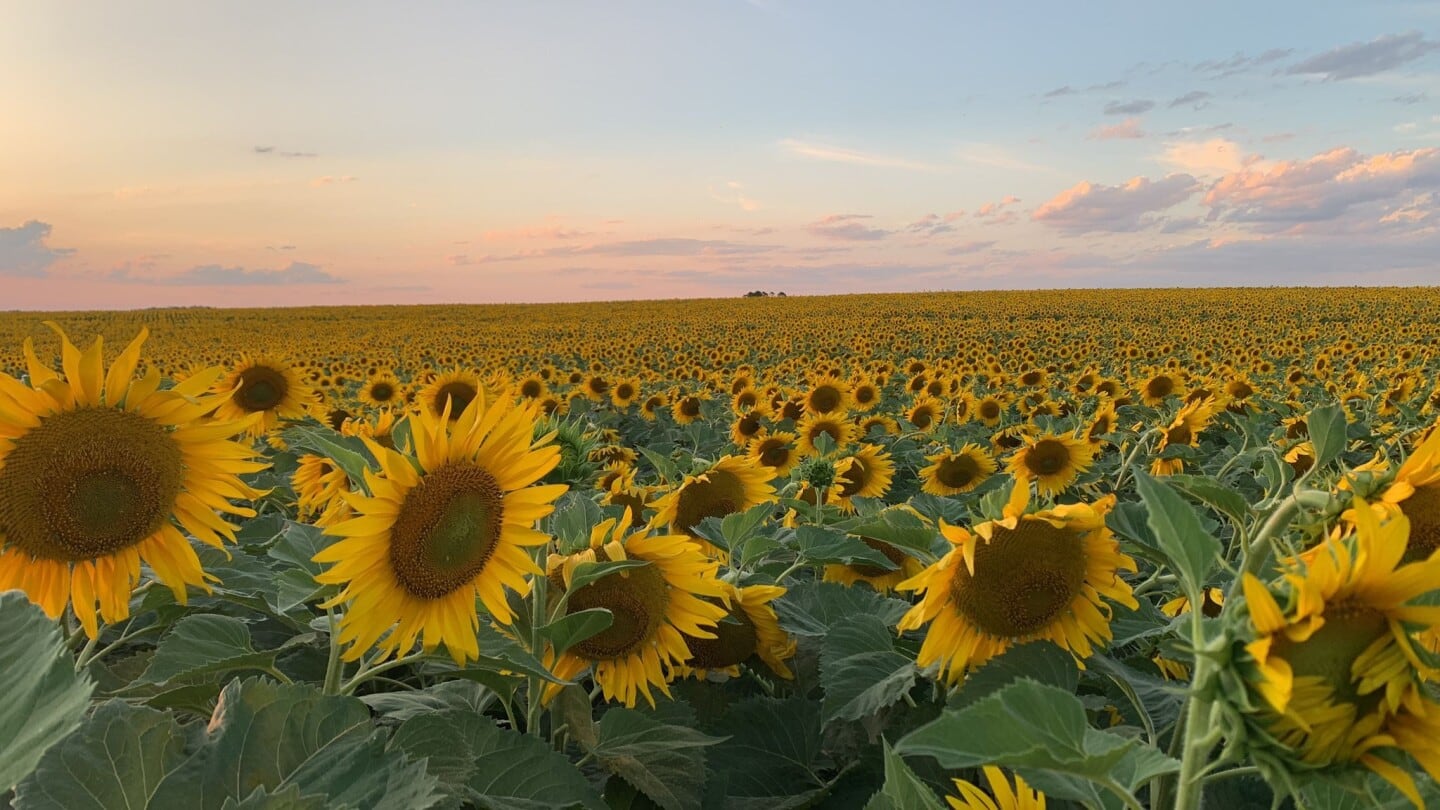 El girasol aumentó el área en 820.000 hectáreas en los últimos dos años