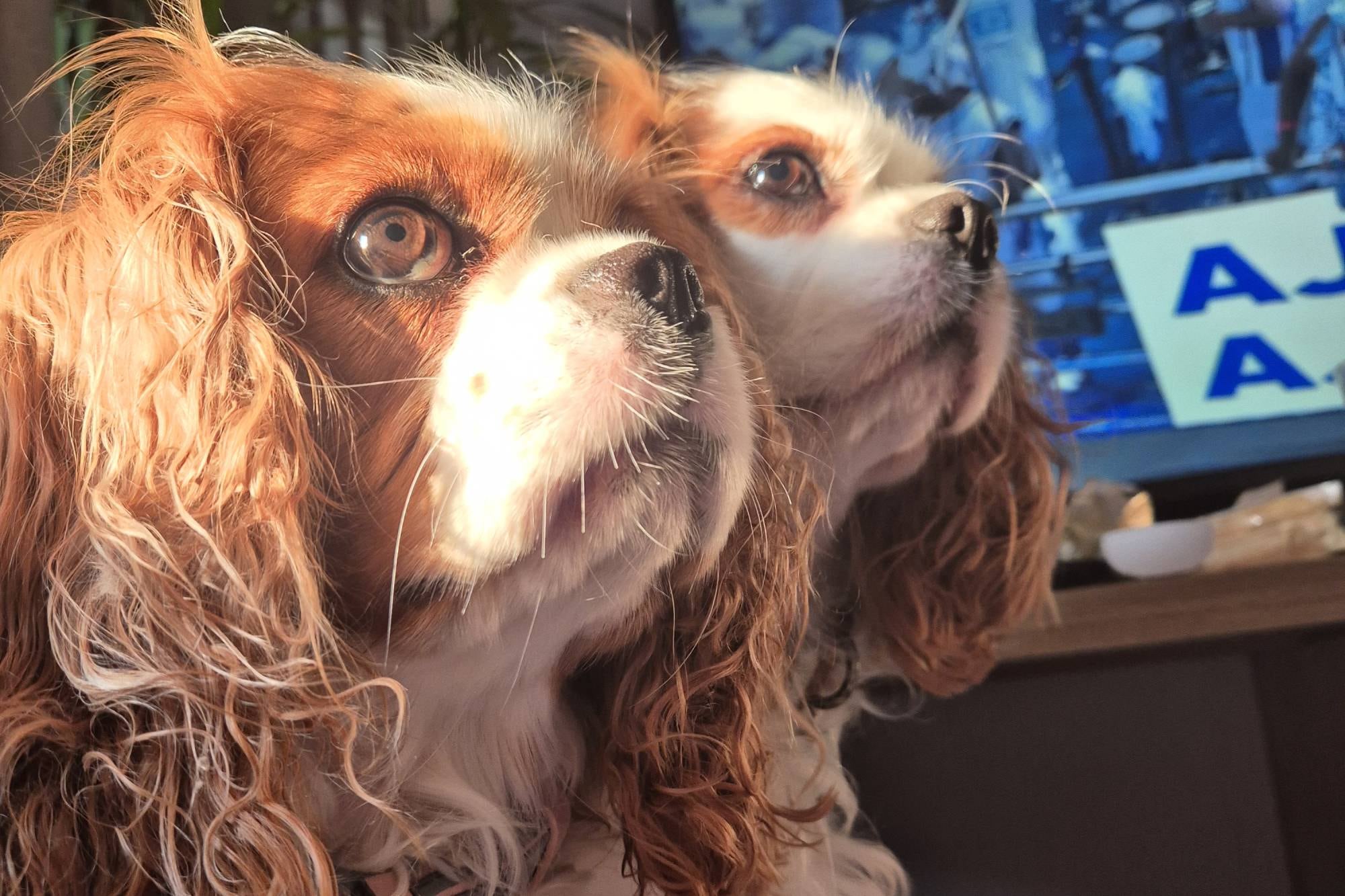 Theo y Luna, compañeros de viajes.