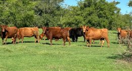 Opinión: la Argentina se prepara para un histórico desembarco en Turquía