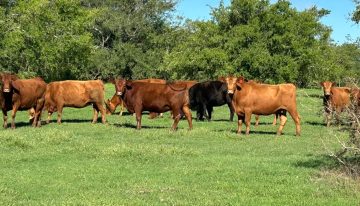 Opinión: la Argentina se prepara para un histórico desembarco en Turquía