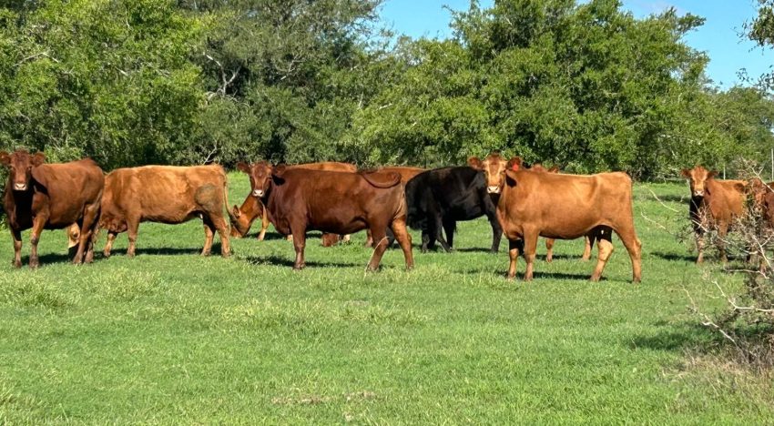 Opinión: la Argentina se prepara para un histórico desembarco en Turquía