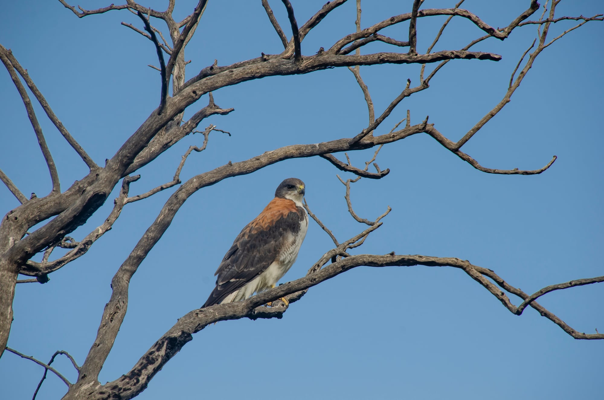 Allí habitan gallitos copetones (emblema del parque), ñandúes, vizcachas, maras, zorros grises y pumas, y se protegen especies en peligro como el águila coronada, el halcón peregrino y el armadillo pichiciego menor