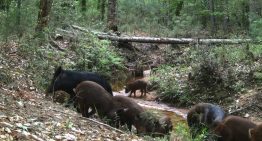 No son las serpientes de Texas: los animales que causan un gran problema en los parques estatales