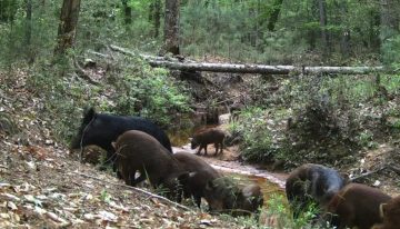 No son las serpientes de Texas: los animales que causan un gran problema en los parques estatales