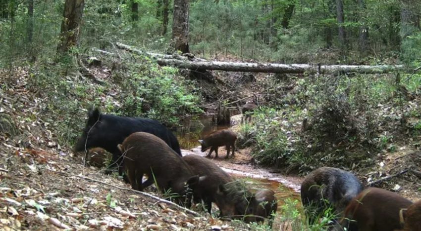 No son las serpientes de Texas: los animales que causan un gran problema en los parques estatales