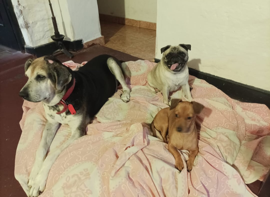 Veco convive con dos perras. 