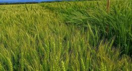 Transformación productiva: sorpresa con un cultivo en dos zonas extremas del país