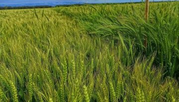Transformación productiva: sorpresa con un cultivo en dos zonas extremas del país