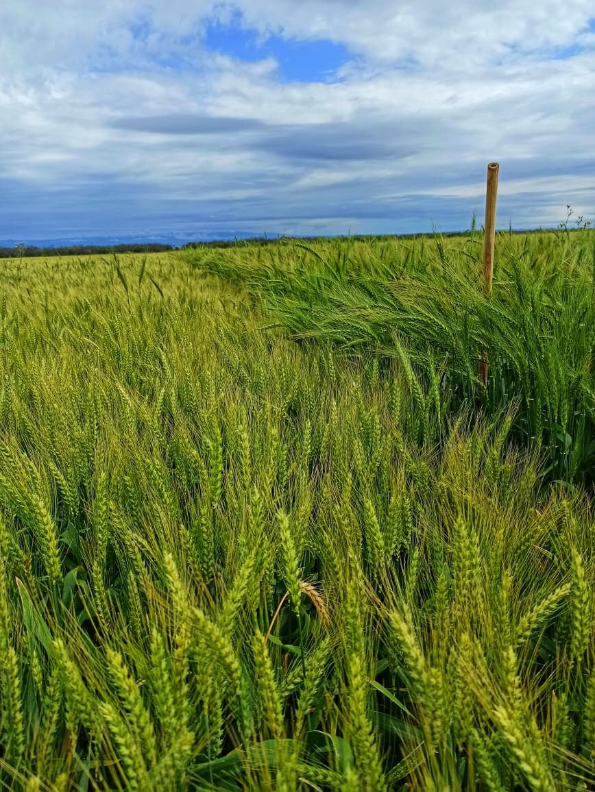 Trigos “hechos a medida”. Un ensayo en la Chacra Latitud 28