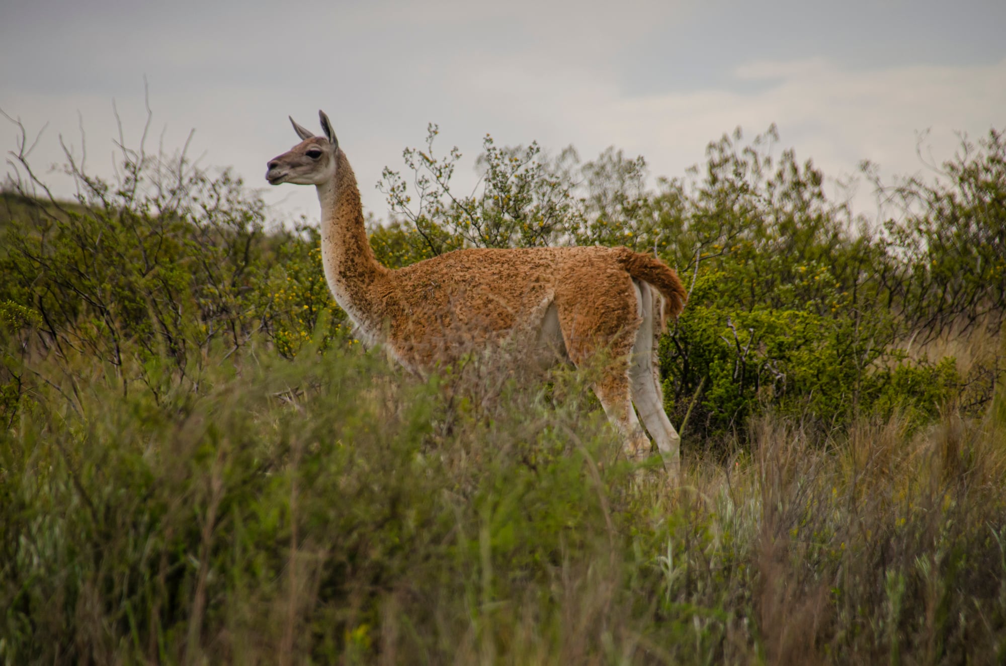 El Camino de las Cortaderas ofrece la posibilidad de ver de cerca a la única población de guanacos en la provincia de La Pampa