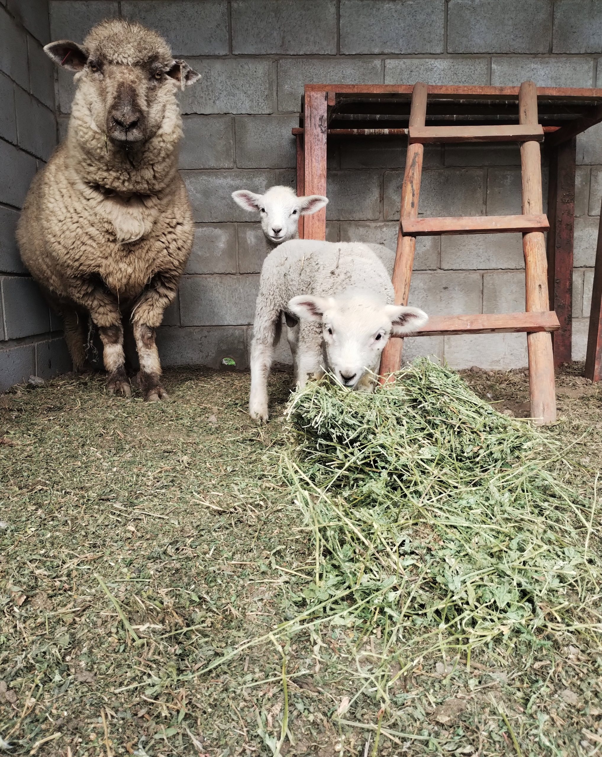 Los animales son parte esencial de la experiencia