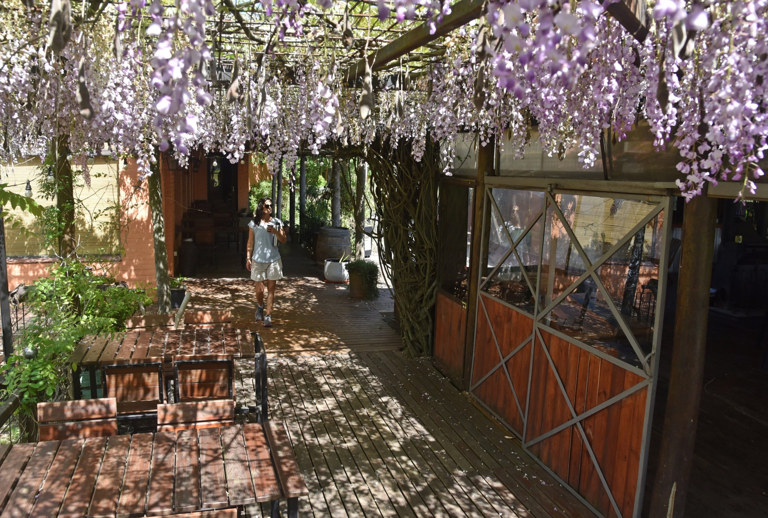 Glicinas florecidas en la galería