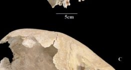 Encontraron un cráneo medieval y al estudiarlo se quedaron sin palabras: “Rara condición”