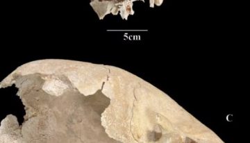 Encontraron un cráneo medieval y al estudiarlo se quedaron sin palabras: “Rara condición”