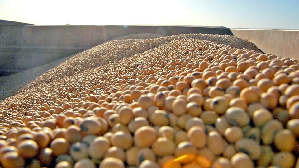 Semillas de soja