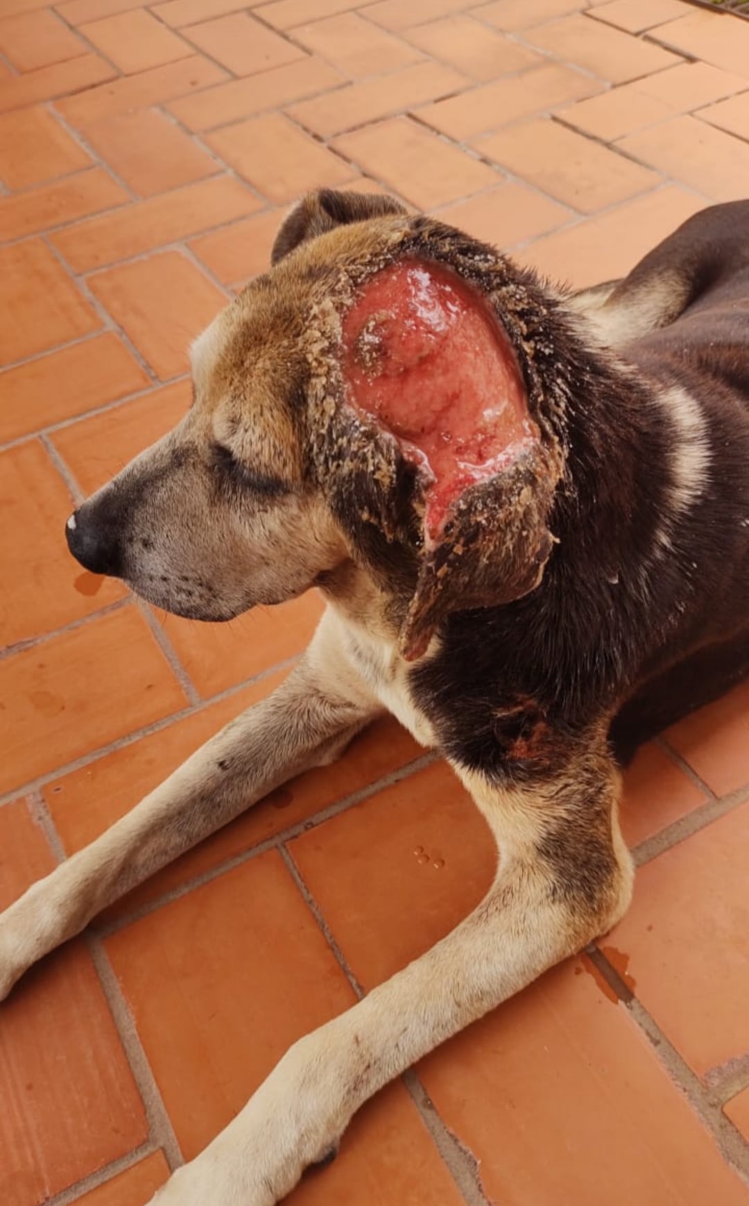 Una bichera es una miasis, es decir, una infestación producida por larvas de moscas en una herida.