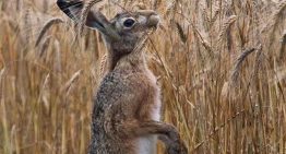 Matrimonio emprendedor: importaron un molino de piedra desde Austria y ya producen 17 toneladas por mes de superharinas
