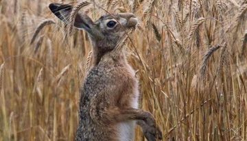 Matrimonio emprendedor: importaron un molino de piedra desde Austria y ya producen 17 toneladas por mes de superharinas