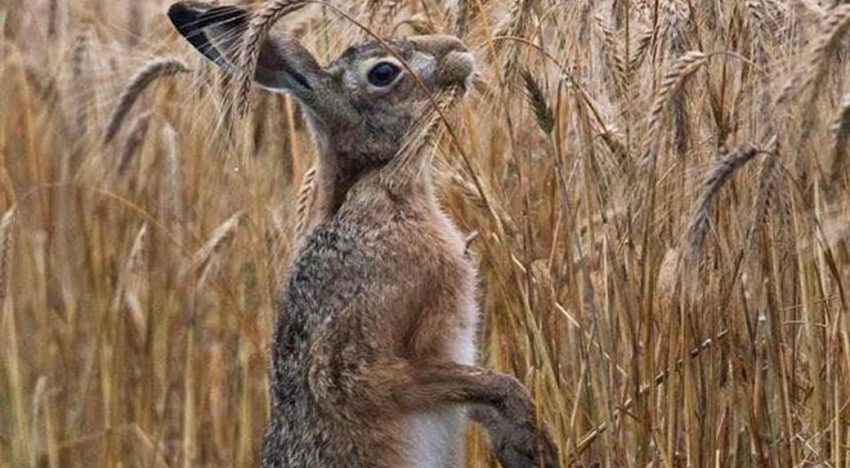 Matrimonio emprendedor: importaron un molino de piedra desde Austria y ya producen 17 toneladas por mes de superharinas