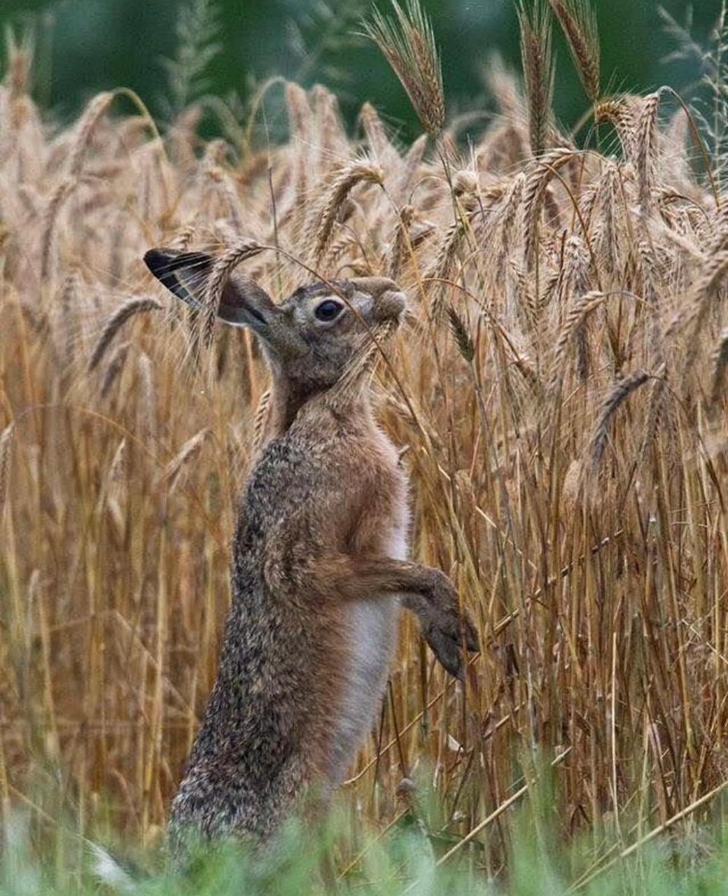 Producen trigo agroecológico en Bell Ville, Córdoba