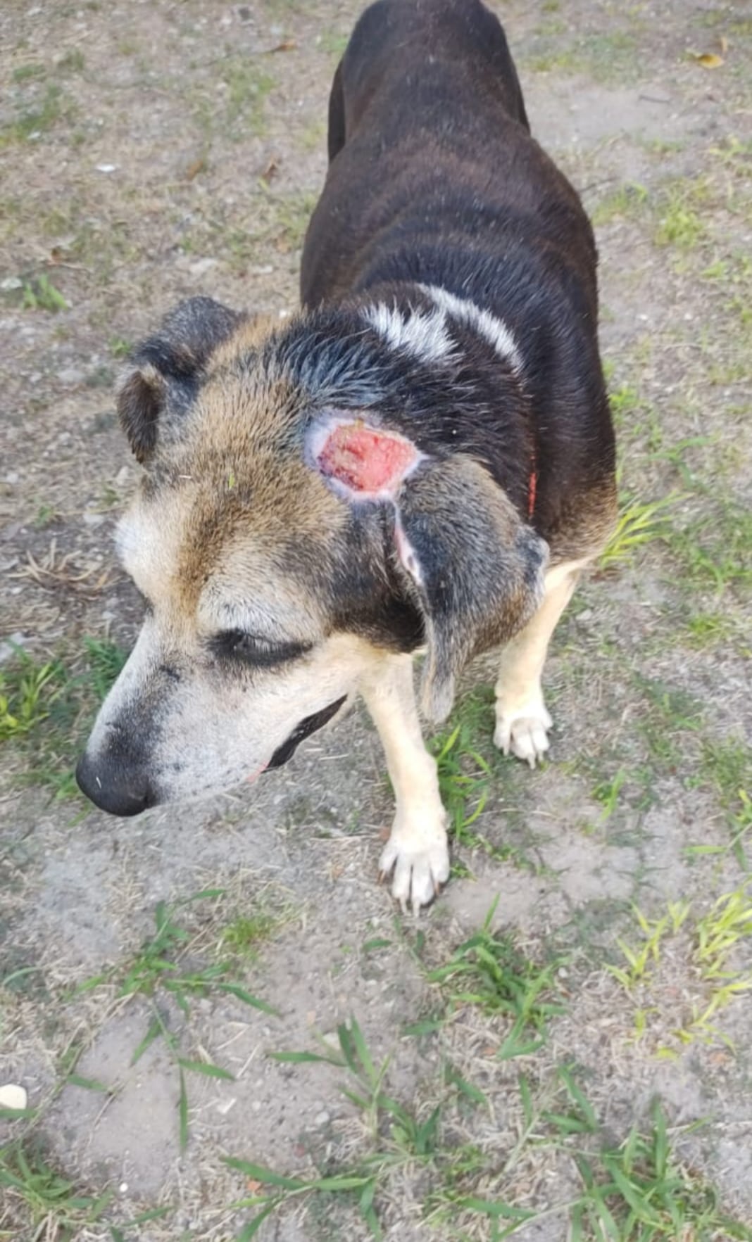 Durante un mes y medio, todos los días, Eli y Mariela le curaciones a Veco.