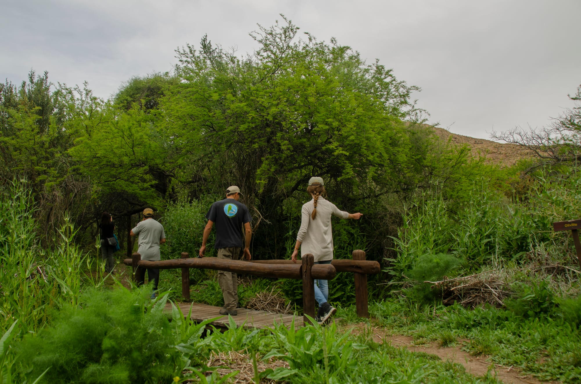 Caldenes, chañares y molles aportan sombra