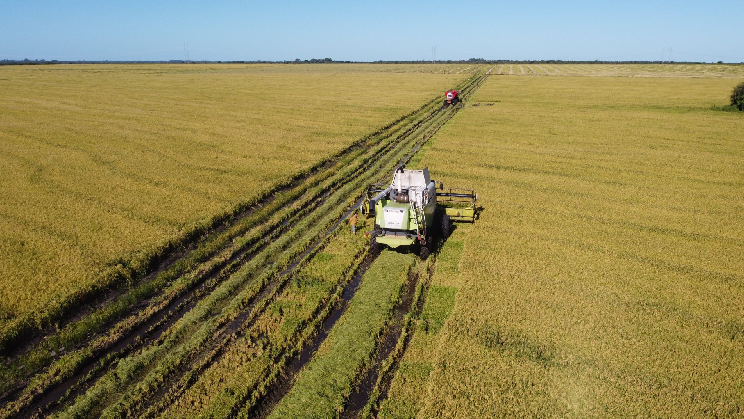 Una producción de arroz en Entre Ríos