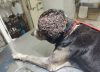 Por una “bichera” en la cabeza, lo espantaban y le tiraban insecticida hasta que alguien lo encontró agonizando: “Era un infierno de gusanos”