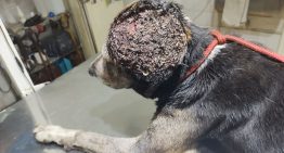 Por una “bichera” en la cabeza, lo espantaban y le tiraban insecticida hasta que alguien lo encontró agonizando: “Era un infierno de gusanos”