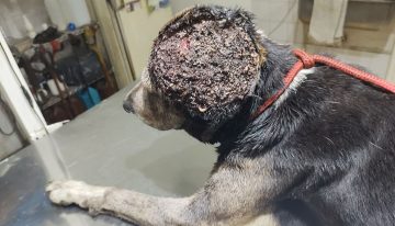 Por una “bichera” en la cabeza, lo espantaban y le tiraban insecticida hasta que alguien lo encontró agonizando: “Era un infierno de gusanos”