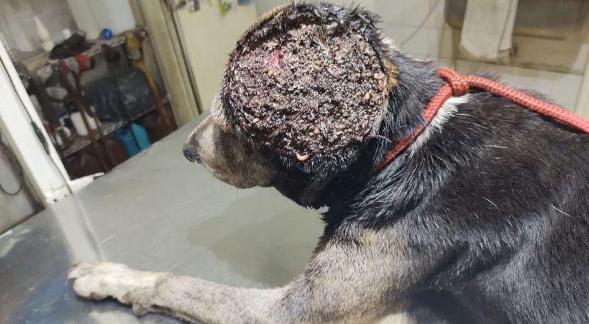 Por una “bichera” en la cabeza, lo espantaban y le tiraban insecticida hasta que alguien lo encontró agonizando: “Era un infierno de gusanos”