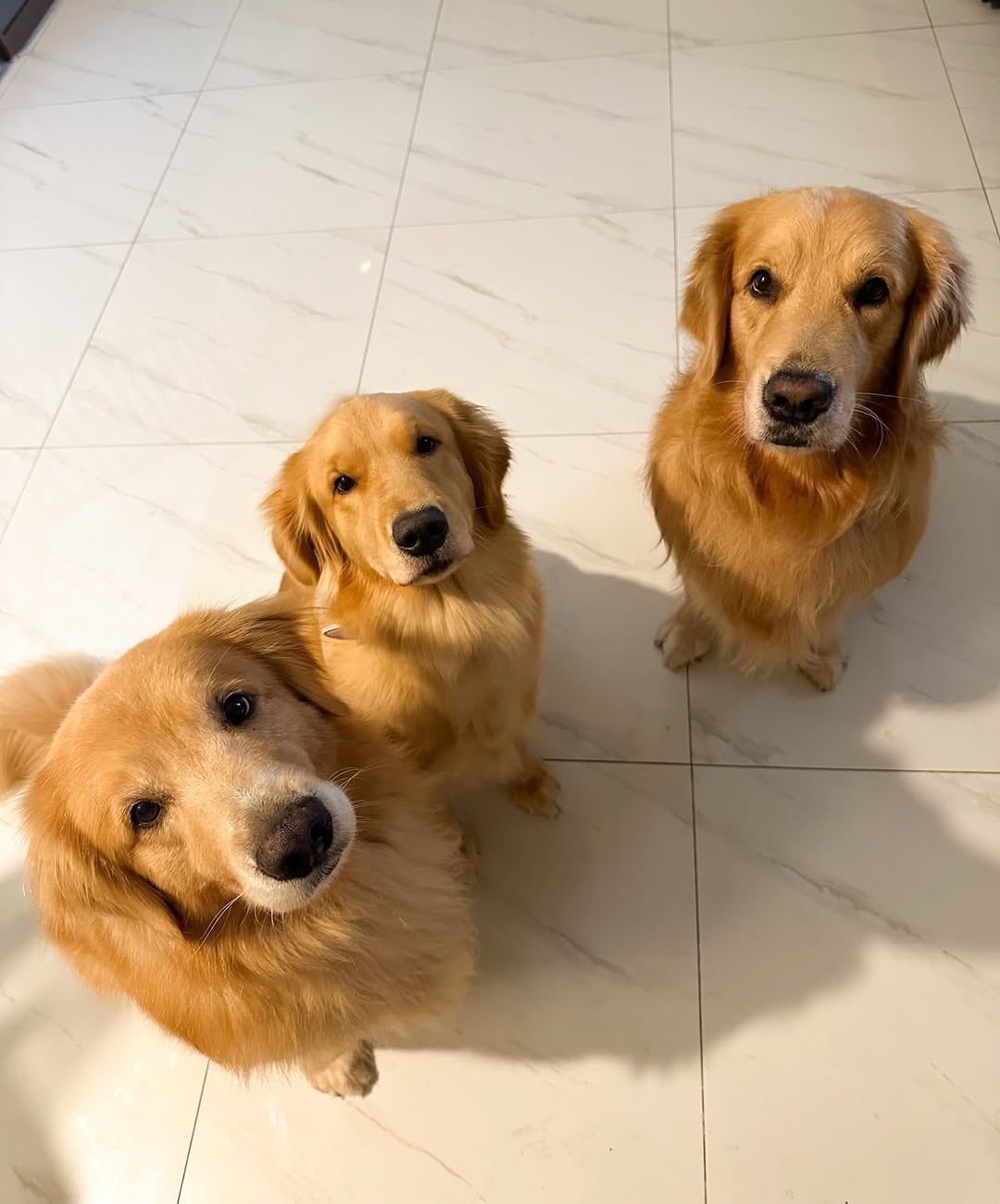 El paso a paso para anotarse a la reunión de Golden